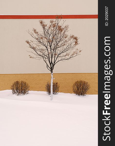 I was walking in the snow when I saw this neat little picture of a tree and three bushes contrasting with the snow and the wall. I was walking in the snow when I saw this neat little picture of a tree and three bushes contrasting with the snow and the wall.