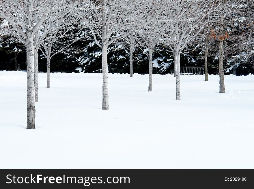 A pleasant picture of a row of trees sticking out of the snow in the park,. A pleasant picture of a row of trees sticking out of the snow in the park,