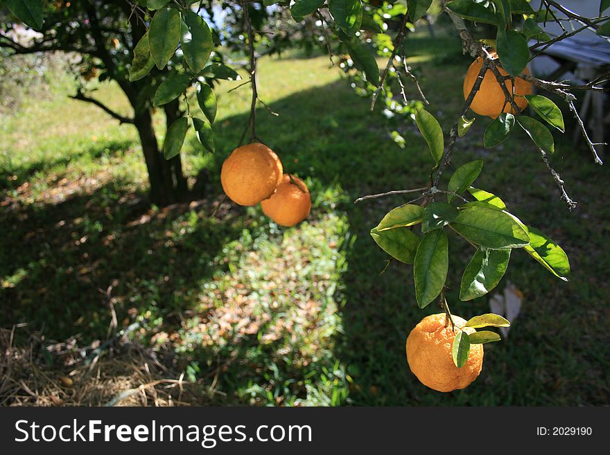 A lemon tree branch growing in Florida. A lemon tree branch growing in Florida.