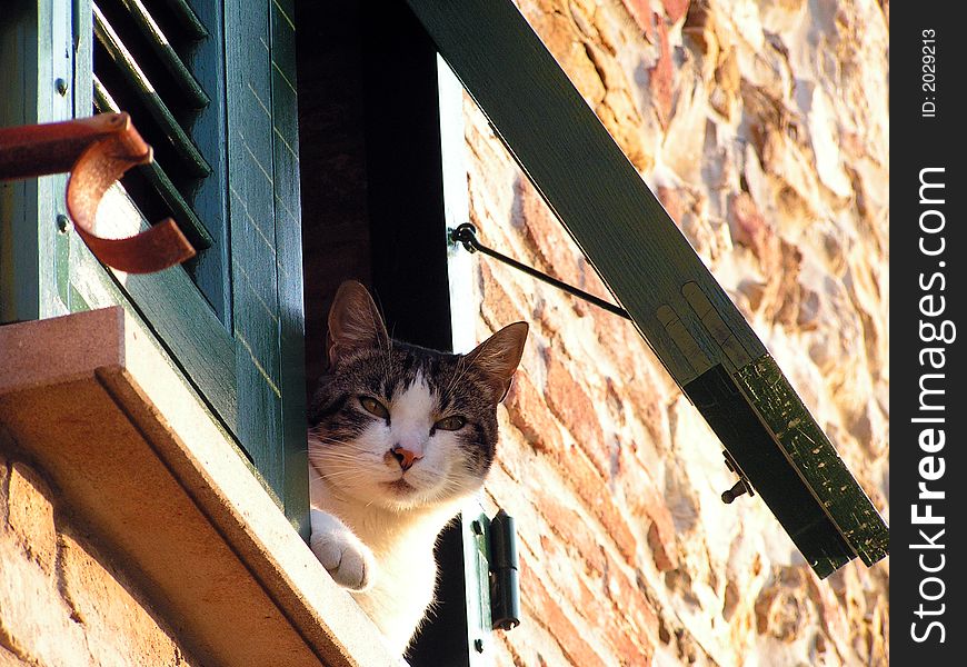 A beautiful cat looking at me from a window. A beautiful cat looking at me from a window