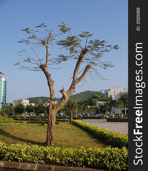 This is a tree from the south of China in the park.