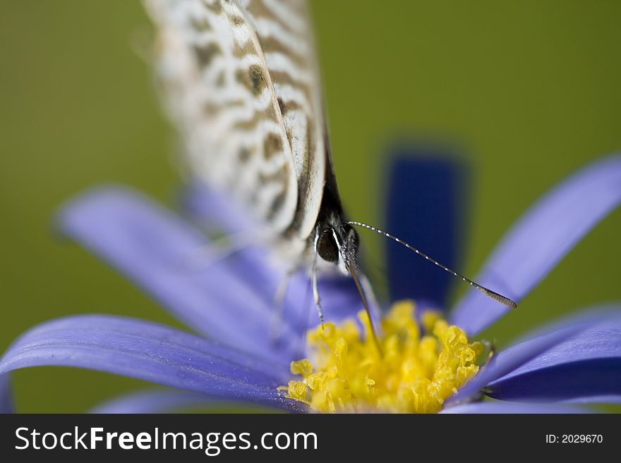 Tiny, beautiful butterfly on blue flower with long tongue. Please see all my other macro shots!. Tiny, beautiful butterfly on blue flower with long tongue. Please see all my other macro shots!