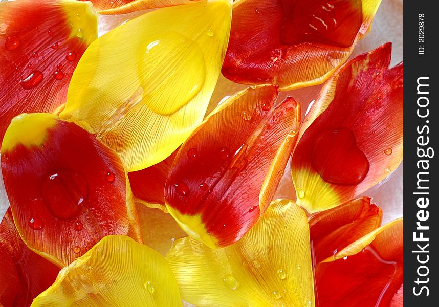Tulip petals in scented water, one of the important component in a spa. Tulip petals in scented water, one of the important component in a spa