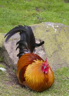 Cockerel Stock Image Cockerel Stock Image