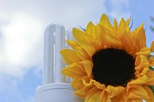 Sustainable Green Energy Sunflower Lightbulb Royalty Free Stock Photo Sustainable Green Energy Sunflower Lightbulb Royalty Free Stock Photo