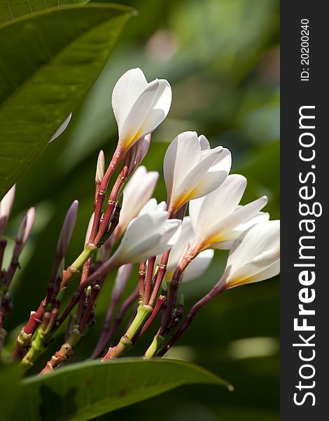 Branch of white frangipani flowers