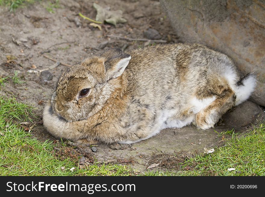 A Rabbit laying on the ground resting