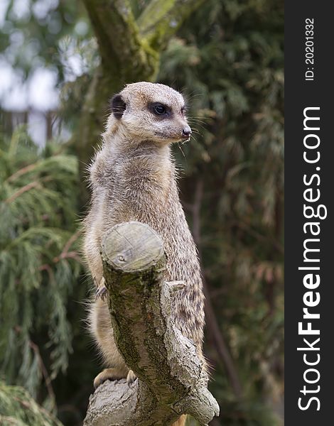 A beautiful Meerkat standing on a branch