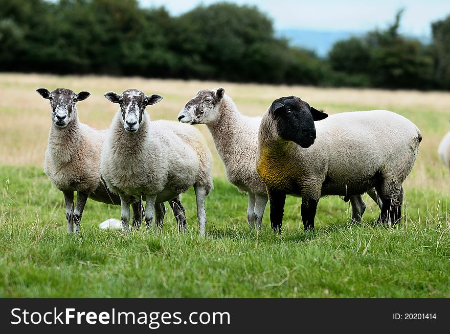 Four sheep on the grass. Four sheep on the grass.