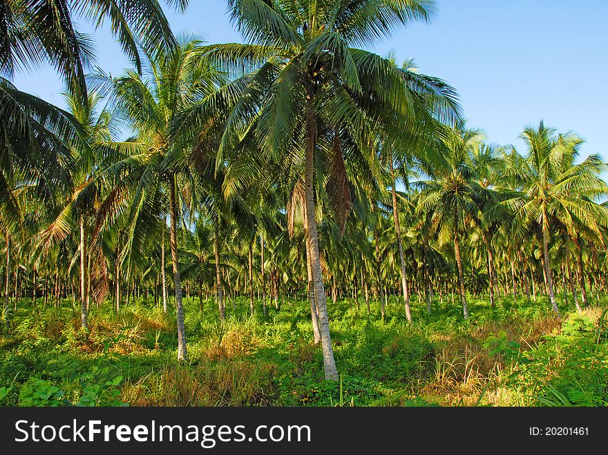 Miles of coconut trees on farm. Miles of coconut trees on farm