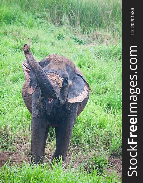 Elephant in the wild,Thailand