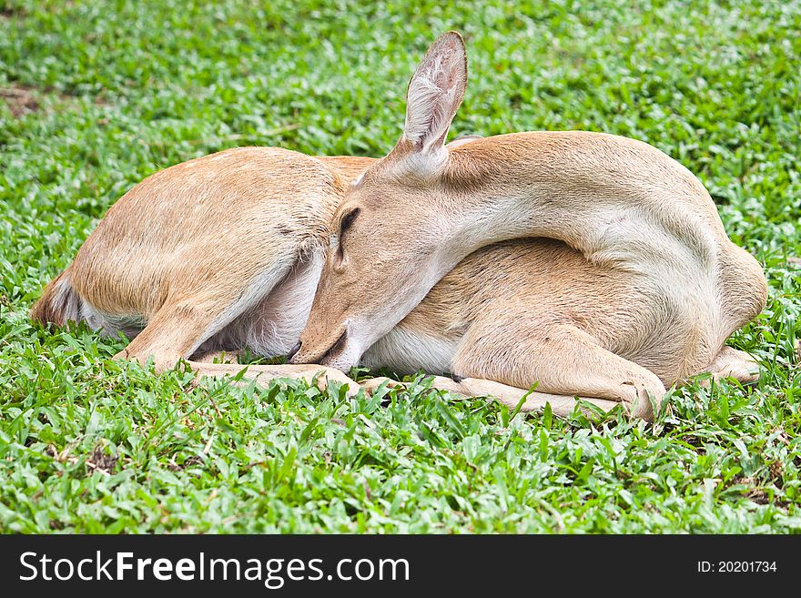 Deer reclining on green grass