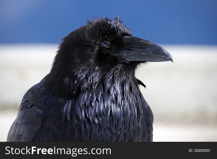 An up close head shot of a black raven.