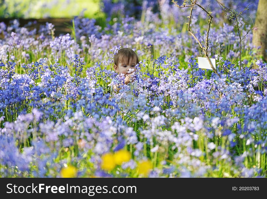 Baby concentrated picking bluebells flowers. Baby concentrated picking bluebells flowers