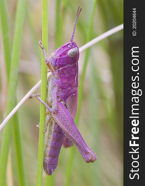 Pink Grasshopper adult common green grasshopper, which has been born pink.