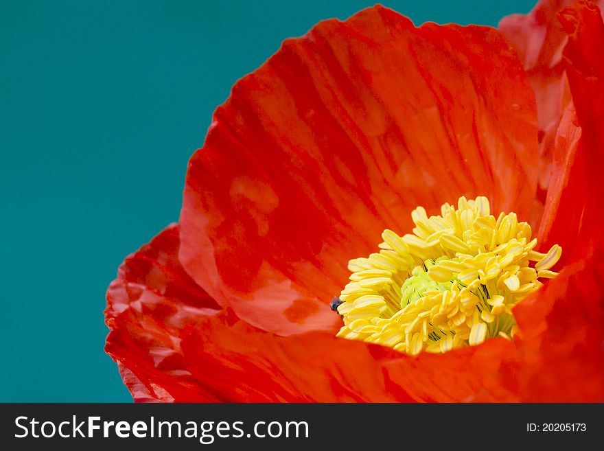 A beautiful orange poppy on a blue background