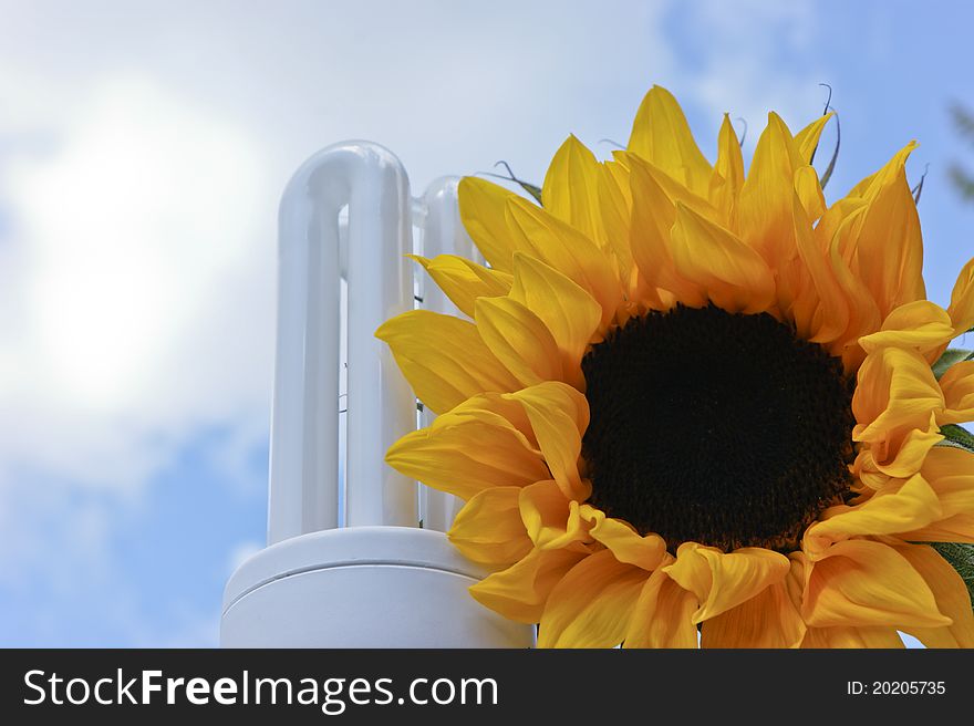 Sunflower and lightbulb. Concept of renewable or alternative energy and green environment. Sunflower and lightbulb. Concept of renewable or alternative energy and green environment.