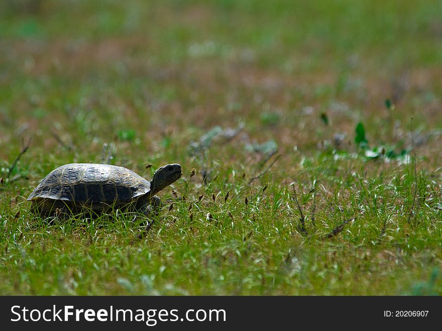 The Terrapin on green meadow. The Terrapin on green meadow