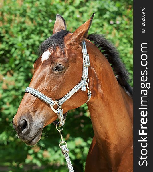 Portrait of beautiful bay mare outdoor sunny day. Portrait of beautiful bay mare outdoor sunny day
