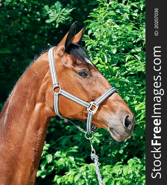 Portrait of beautiful bay mare outdoor sunny day. Portrait of beautiful bay mare outdoor sunny day