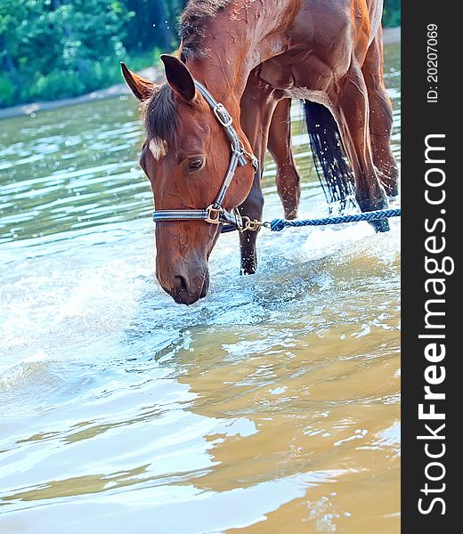 Portrait of beautiful bay mare in river outdoor sunny day. Portrait of beautiful bay mare in river outdoor sunny day