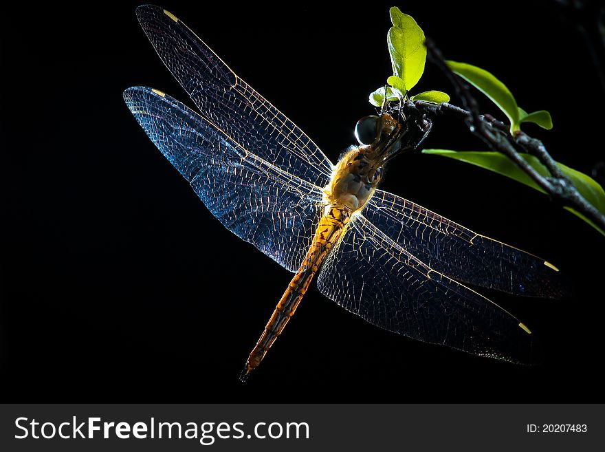 Dragonfly Thailand