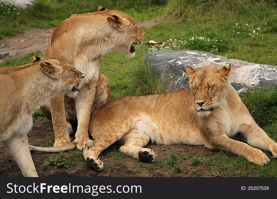 3 female lion rest on the meadow. 3 female lion rest on the meadow.