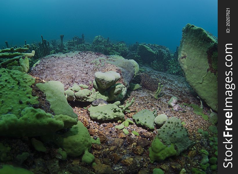 Baikal underwater coral reef fish. Baikal underwater coral reef fish