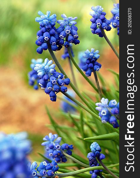 Muscari flowers in lights of the sunshine. Muscari flowers in lights of the sunshine.