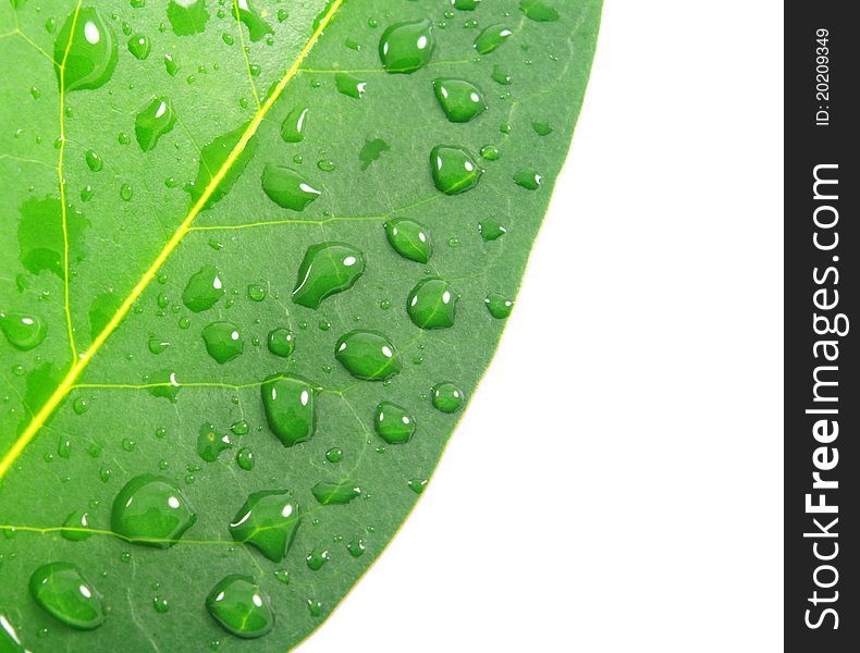 Green leaf with water drops and copy space