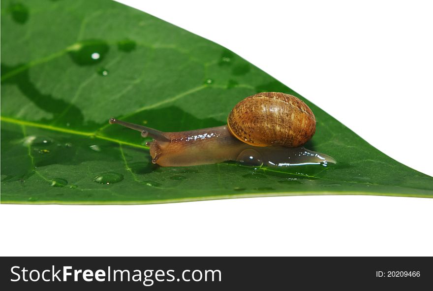 Garden snail on leaf over white surface. Garden snail on leaf over white surface