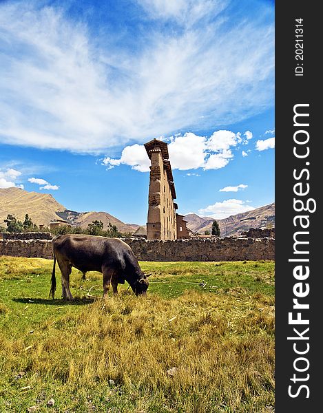 Peruvian ruins, blue skies and a cow enjoying the grass. Peruvian ruins, blue skies and a cow enjoying the grass