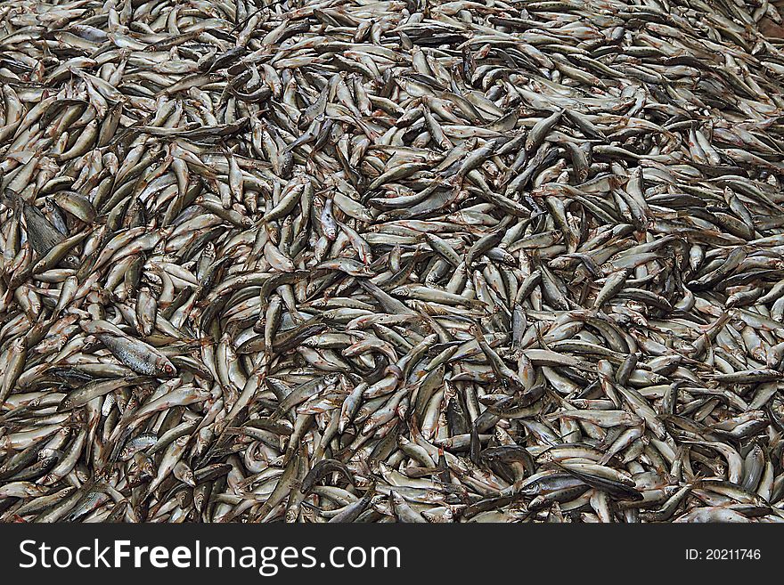 A Draught of River Fish