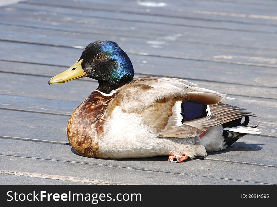 Mallard duck sitting on a jetty. Mallard duck sitting on a jetty