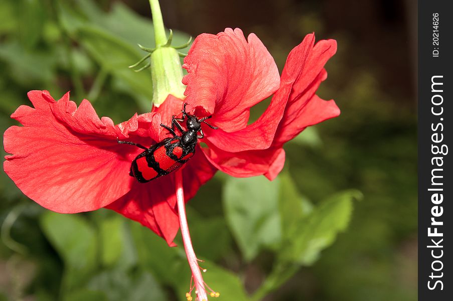 Ground beetle feeding on hibiscus flower. Ground beetle feeding on hibiscus flower