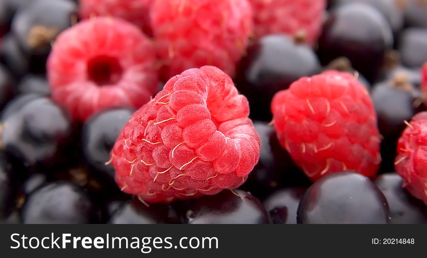 Raspberry and currant berries close up