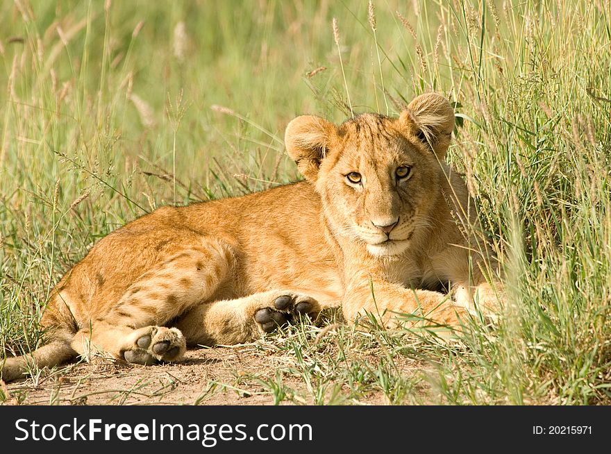 A lion cub in Kenya's Masai Mara