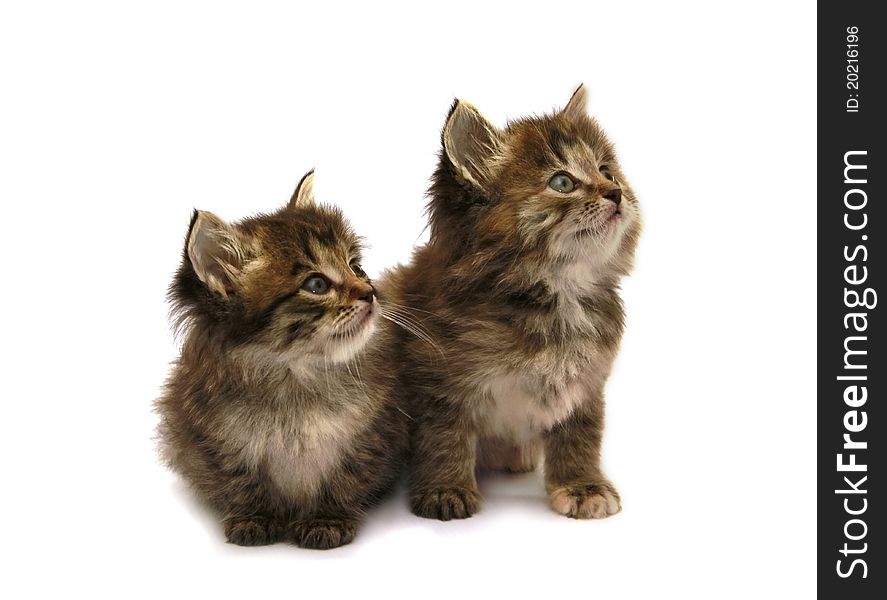 Two little fluffy kitten sitting. Two little fluffy kitten sitting