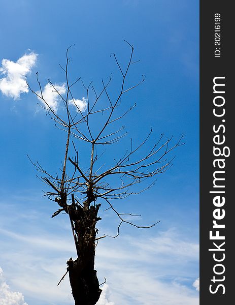 Dead tree on blue sky