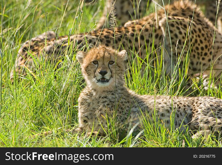 A young cheetah cub in Kenya's Masai Mara