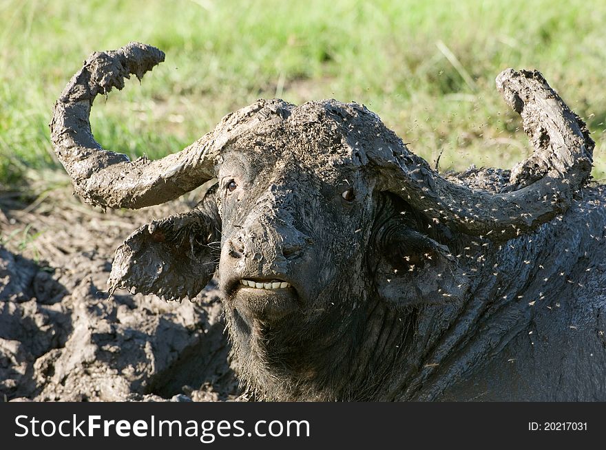 Buffalo In Mud Bath Kenya