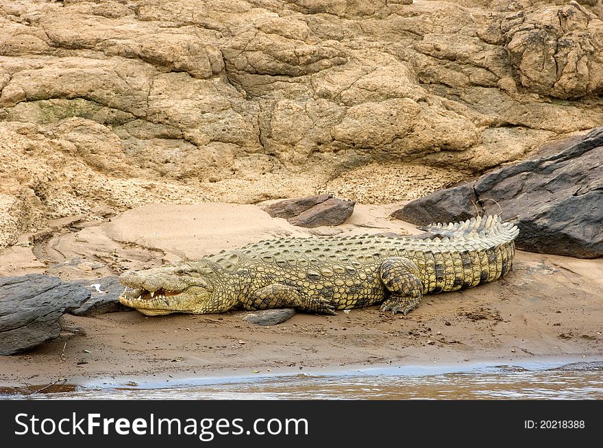 A large crocodile on the banks of the Mara river in Kenya