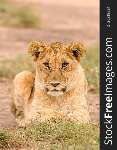 Lioness in Kenya's Masai Mara looking directly into the camera