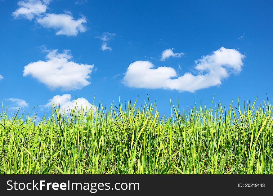 Summer field of green grass and blue sky