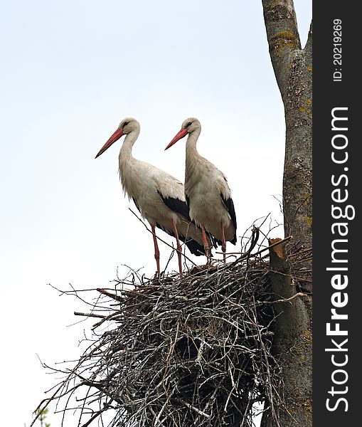Two Storks on a nest