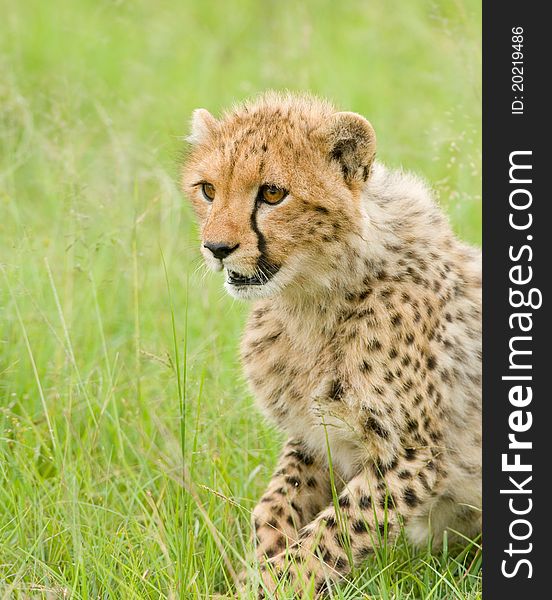 A young cheetah cub in Kenya's Masai Mara