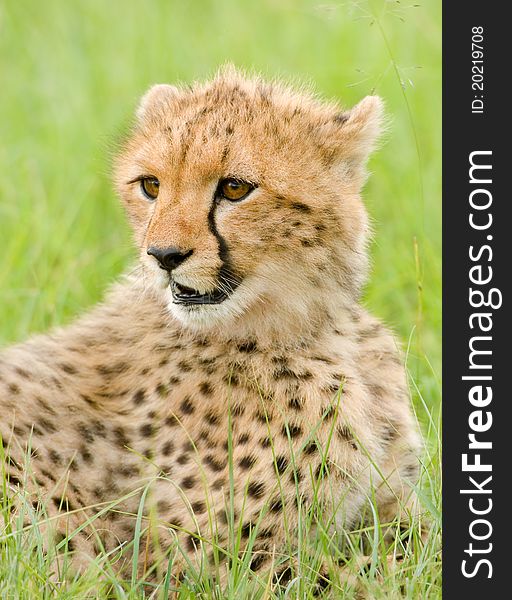 A young cheetah cub in Kenya's Masai Mara