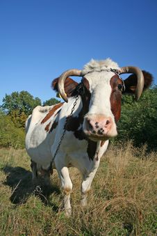 Cow In Pasture Stock Photo