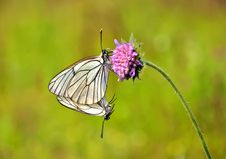 Butterfly On A Flower. Stock Images
