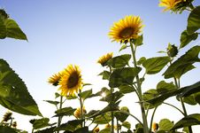 Beautiful Sunflowers Royalty Free Stock Image Beautiful Sunflowers Royalty Free Stock Image